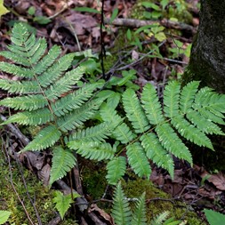 Dryopteris goldieana (goldie's woodfern)
